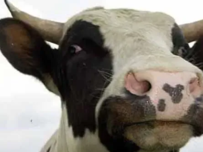 сыворотка сухая молочная купить Киев