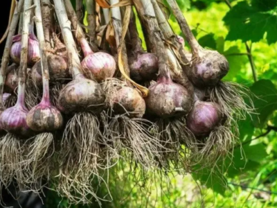 Продажа сортового чеснока посадочный чеснок купить