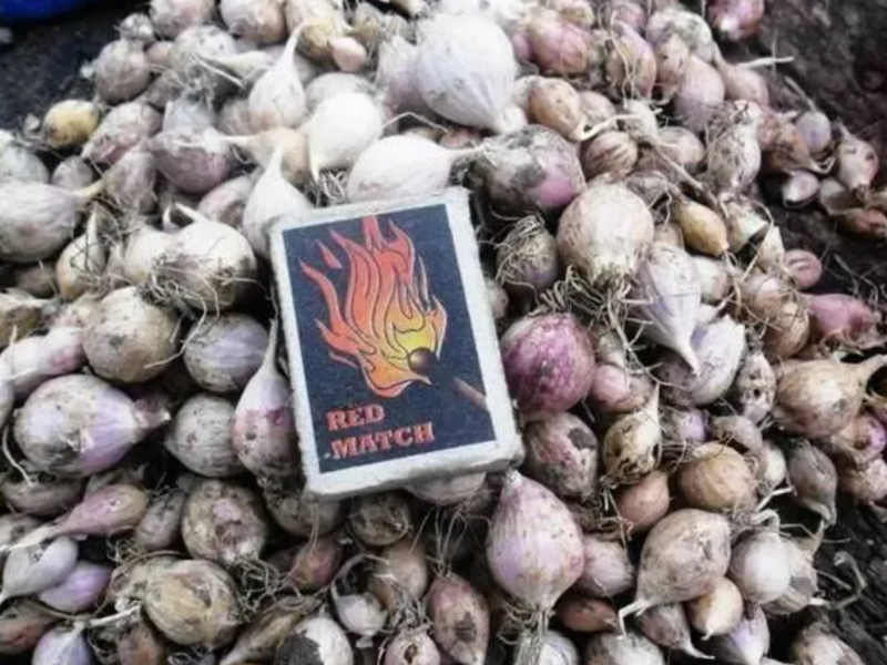 Посадочный чеснок продам