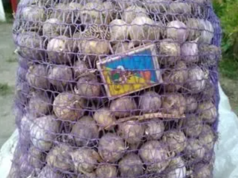 Продам чеснок. В наличии: Однозубка, Воздушка