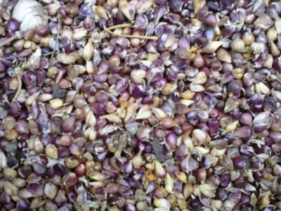 Семена чеснока воздушка