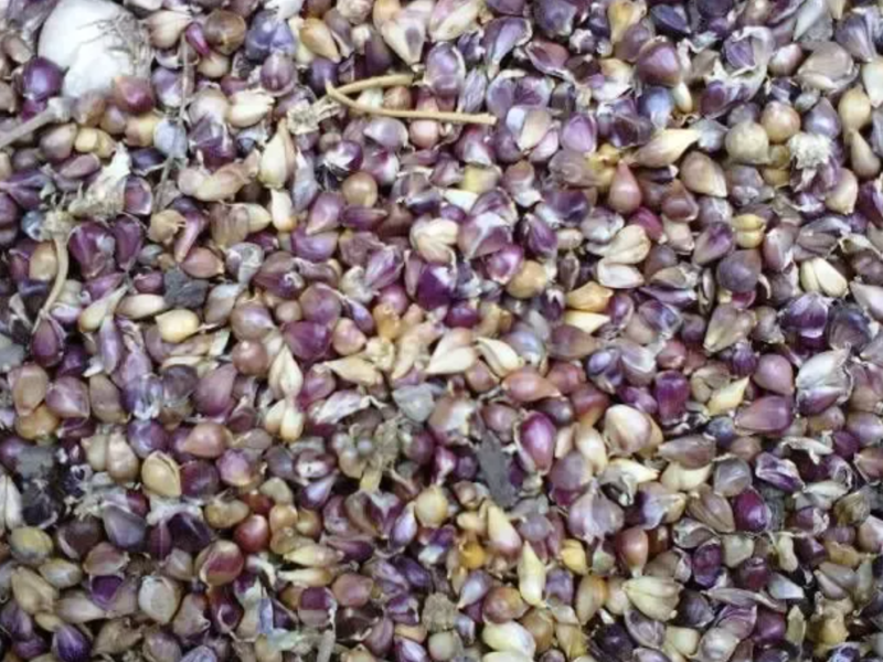 Семена чеснока воздушка