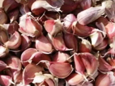 Чеснок зимний,первая репродукция