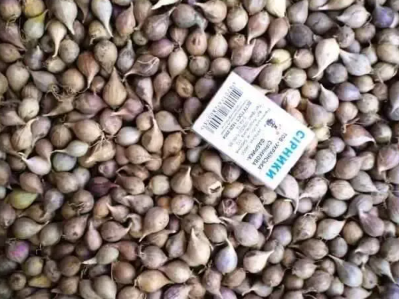 Продам чеснок однозубку