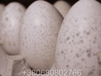 Яйця індиків Біг 6 для інкубації
