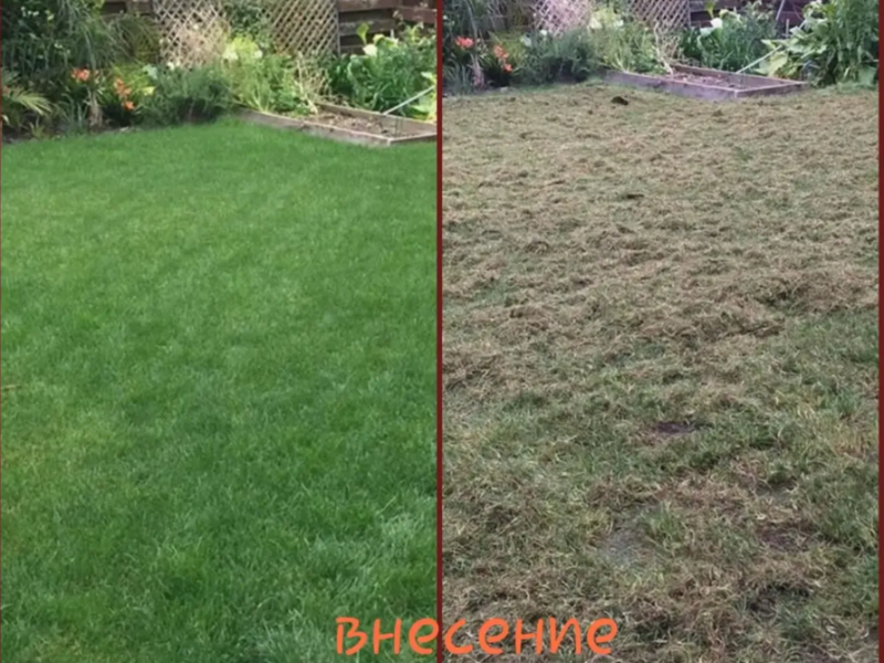 ОСІНЬ добрива для газону / ОСЕНЬ удобрение для газонной травы