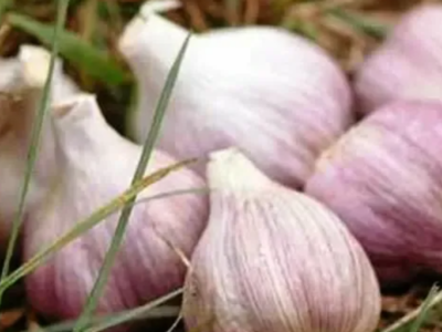 Посадочный чеснок продам