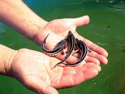 Малек осетра, форель.