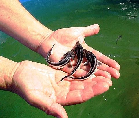 Малек осетра, форель.