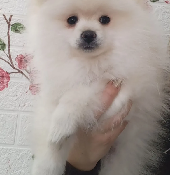 Продам цуценят померанського шпіца