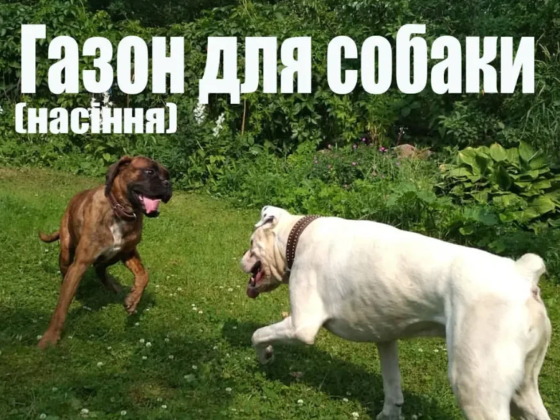 Dog Grass- низкий спортивно-игровой газон для собак и их владельцев