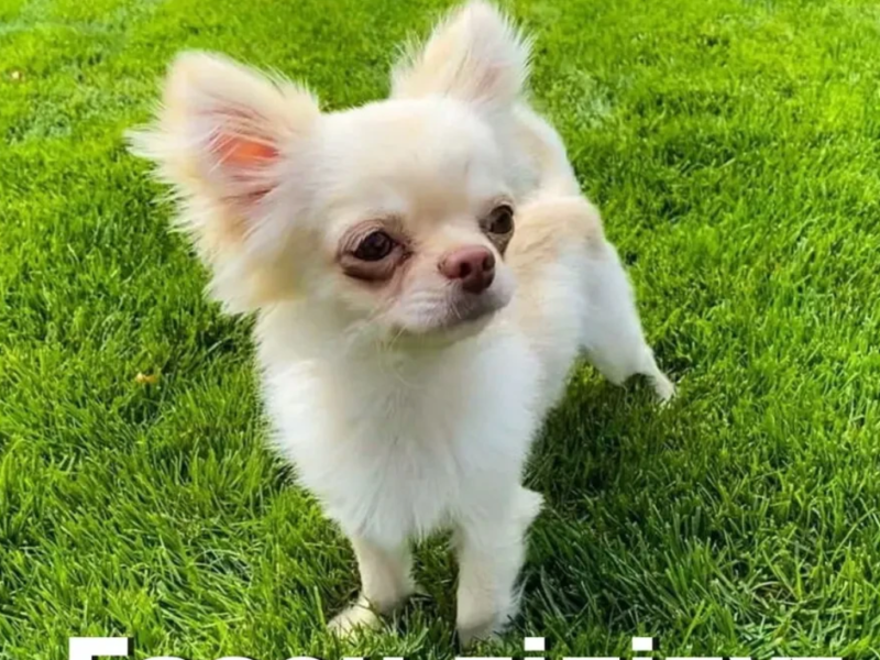 Dog Grass- низкий спортивно-игровой газон для собак и их владельцев