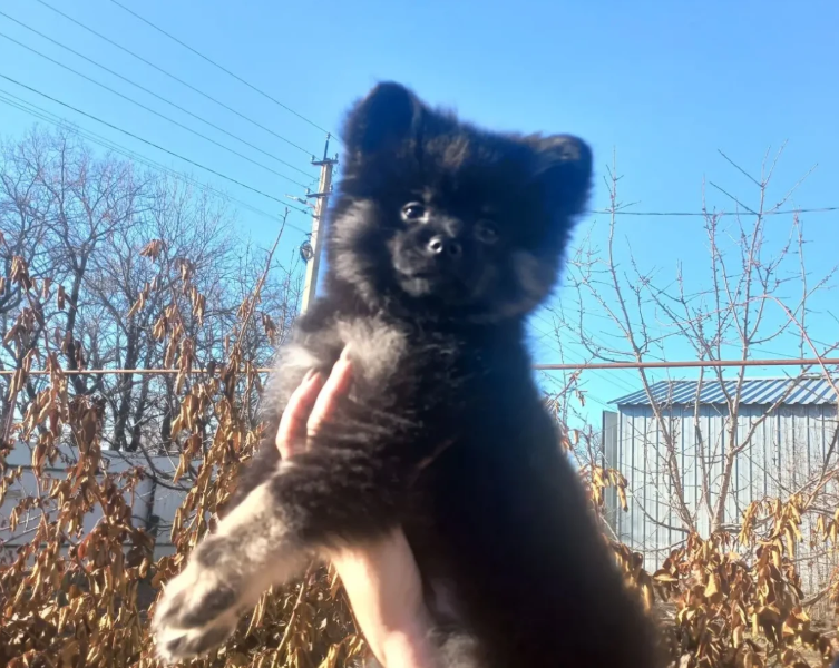 Продам цуценят померанського шпіца