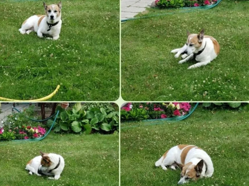 Dog Grass- низкий спортивно-игровой газон для собак и их владельцев