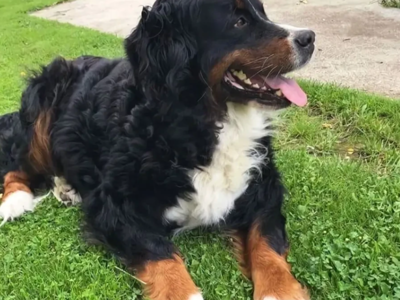 Dog Grass- низкий спортивно-игровой газон для собак и их владельцев