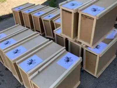 Бджолопакети