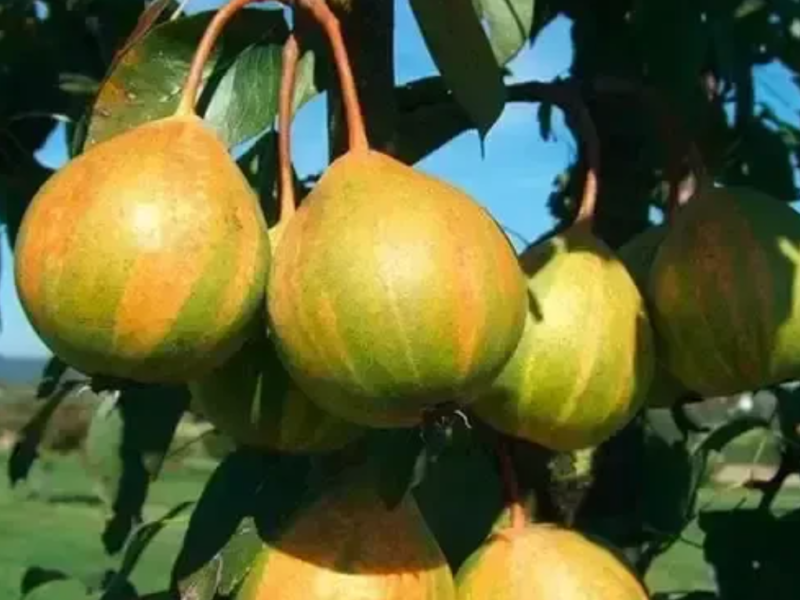 Саджанці груші Бергамот полосатий