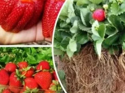 Клубника розсада свіжокопана. Розсада полуниці - великий вибір сортів