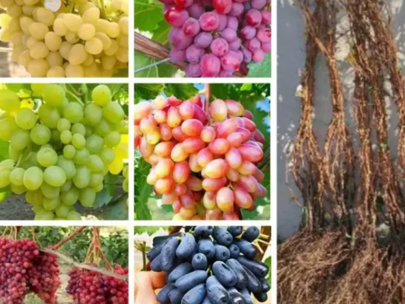 Саджанці винограду найкращі сорти, більше 60 сортів, висока якість