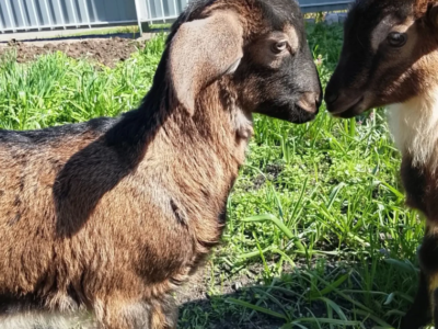 Продам козенят цапики