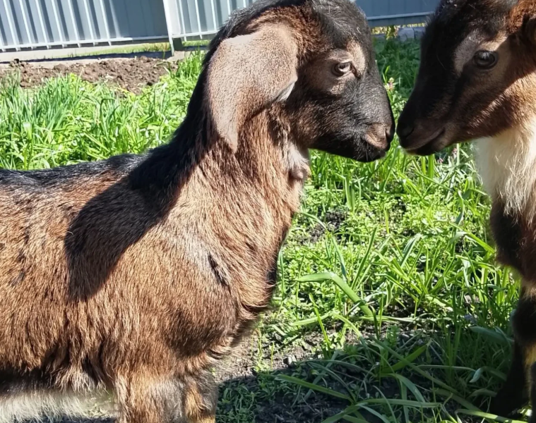 Продам козенят цапики