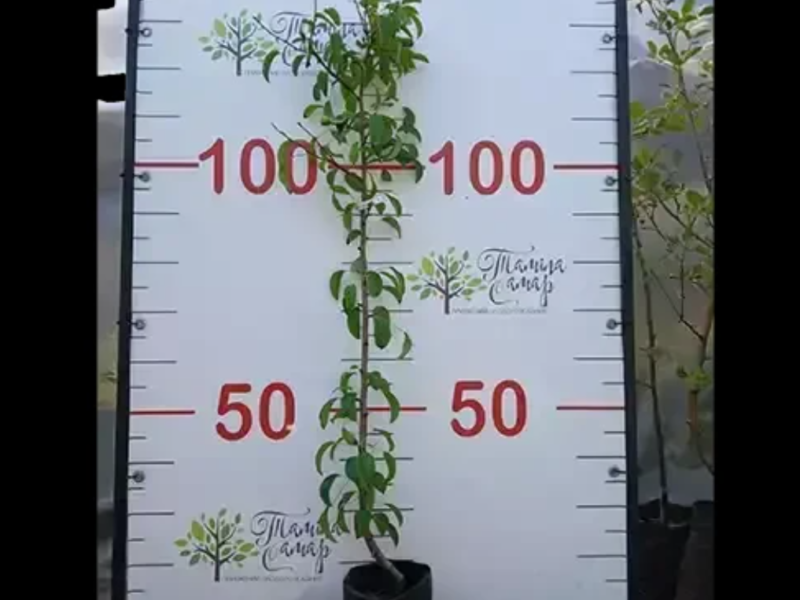 Саджанці груші Бергамот полосатий