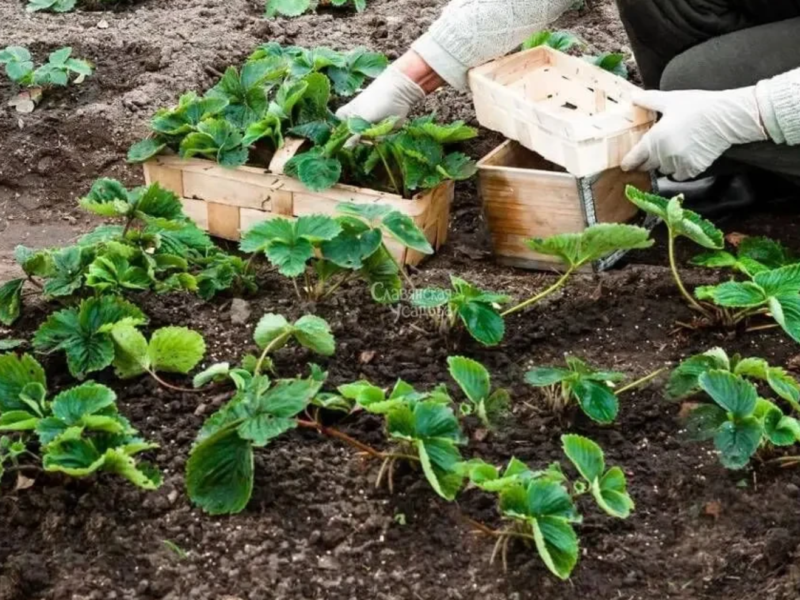 Клубника розсада свіжокопана. Розсада полуниці - великий вибір сортів