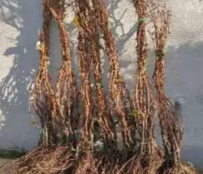 Саджанці винограду найкращі сорти, більше 60 сортів, висока якість