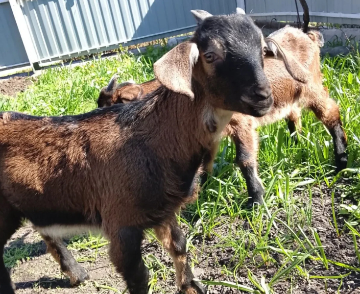 Продам козенят цапики