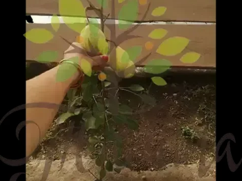 Саджанці груші Бергамот полосатий