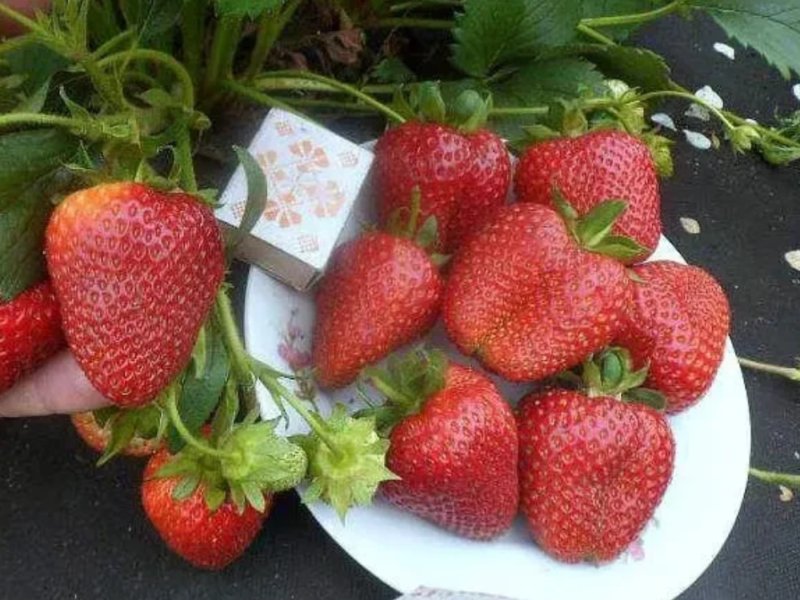 Клубника розсада свіжокопана. Розсада полуниці - великий вибір сортів