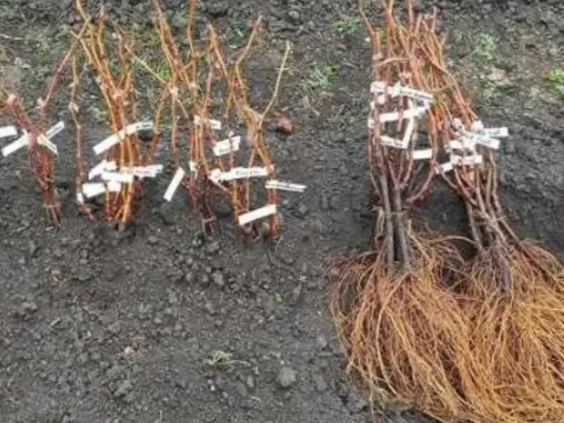 Саджанці винограду найкращі сорти, більше 60 сортів, висока якість