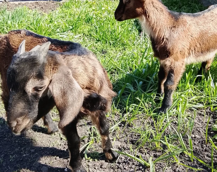 Продам козенят цапики