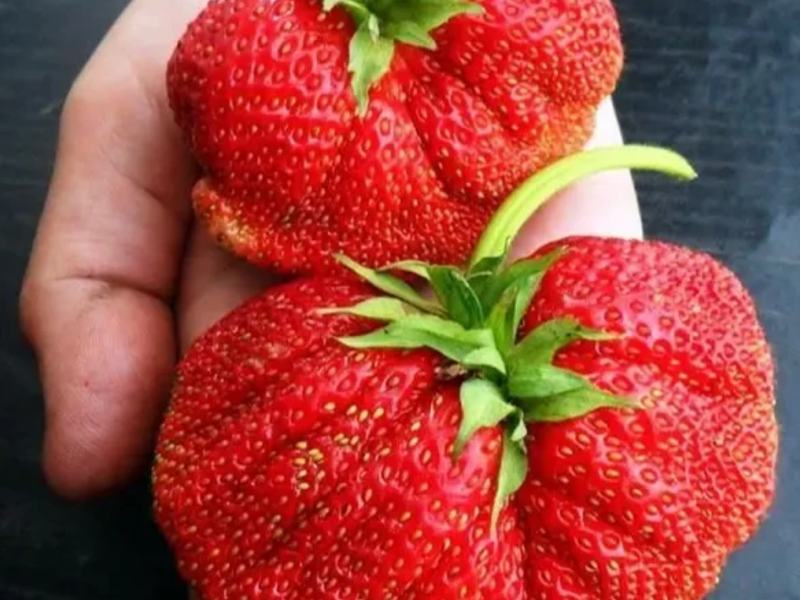 Клубника розсада свіжокопана. Розсада полуниці - великий вибір сортів