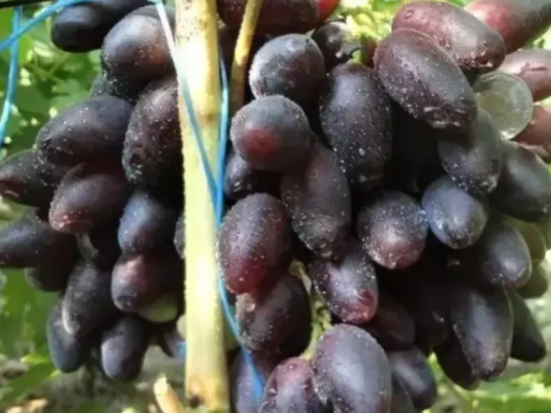 Саджанці винограду найкращі сорти, більше 60 сортів, висока якість