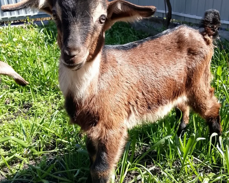 Продам козенят цапики