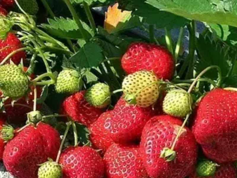 Клубника розсада свіжокопана. Розсада полуниці - великий вибір сортів