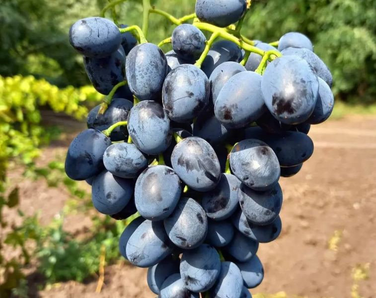 Саджанці винограду найкращі сорти, більше 60 сортів, висока якість