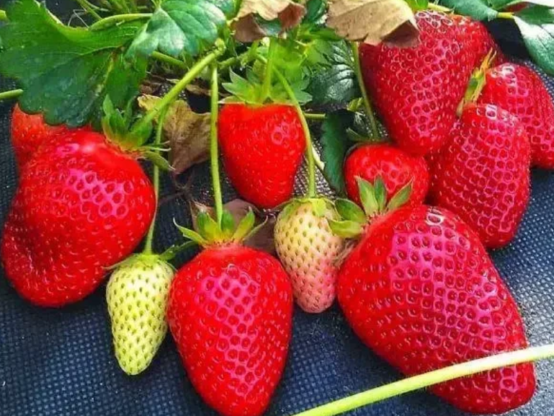 Клубника розсада свіжокопана. Розсада полуниці - великий вибір сортів