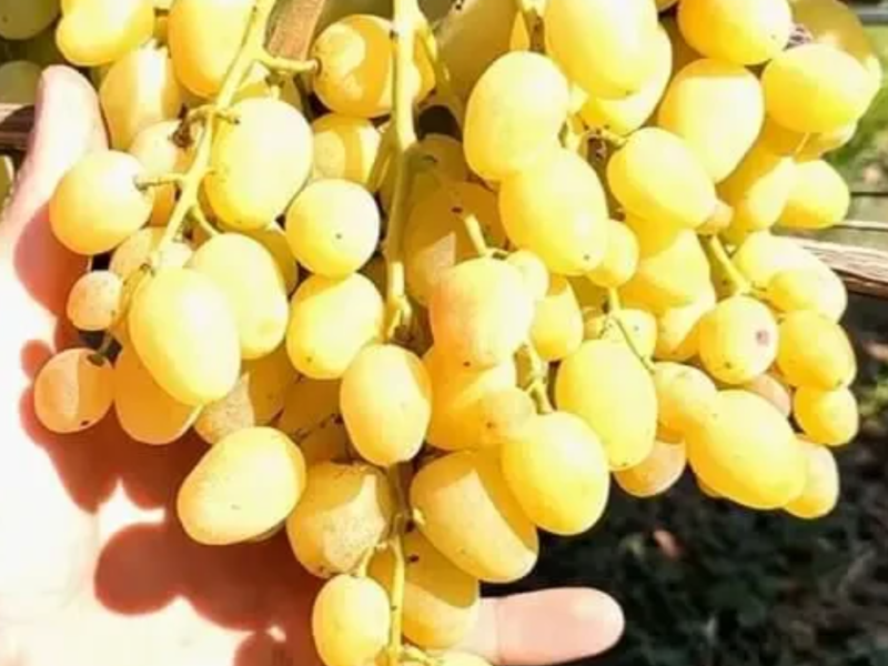 Саджанці винограду найкращі сорти, більше 60 сортів, висока якість